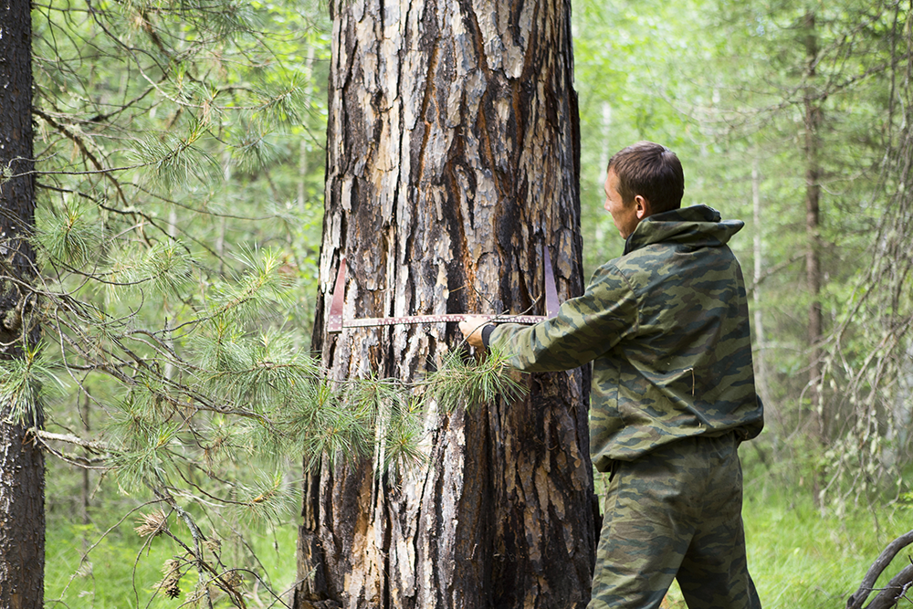 The 3 Levels Of Tree Risk Assessment