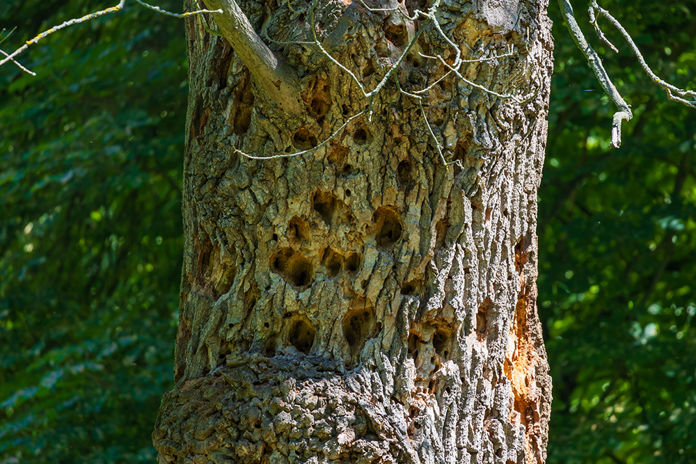 The 3 Levels Of Tree Risk Assessment