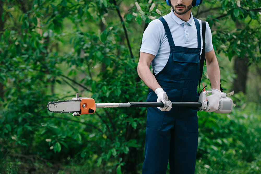 Expert Guide To Trimming A Tree Properly