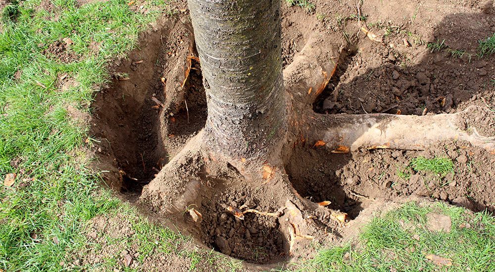 a-guide-to-cutting-tree-roots-without-killing