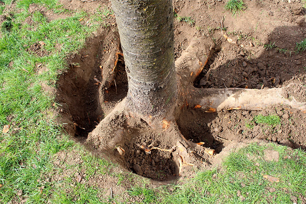 a-guide-to-cutting-tree-roots-without-killing