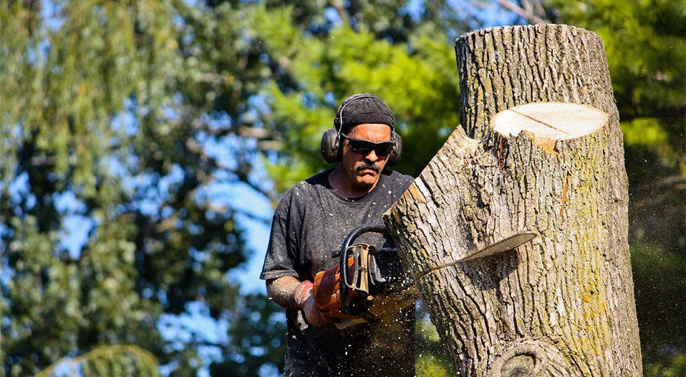 oak-tree-trimming