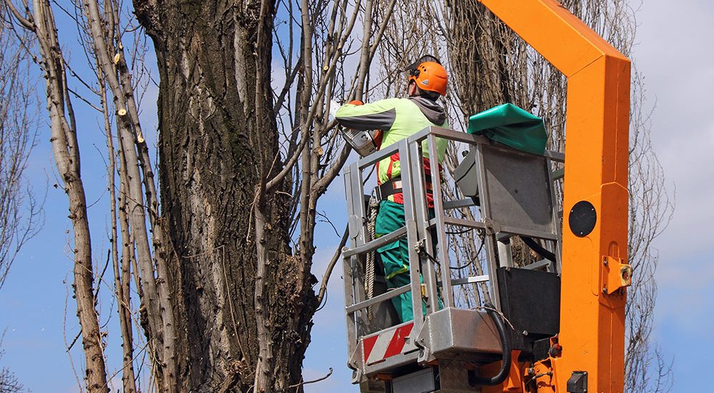 the-advantages-of-vegetation-control-services