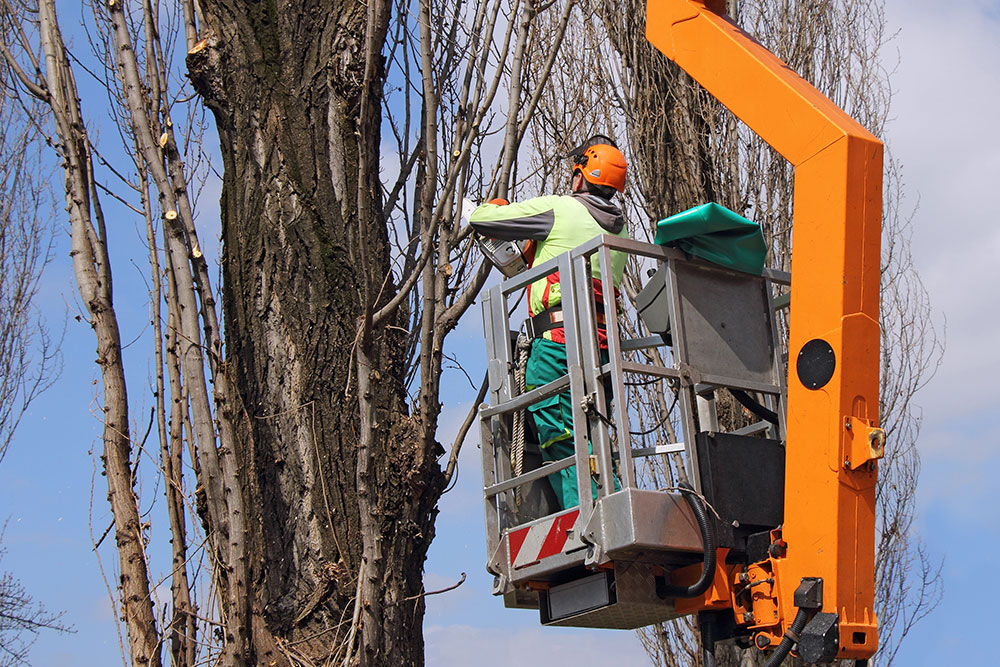 the-advantages-of-vegetation-control-services