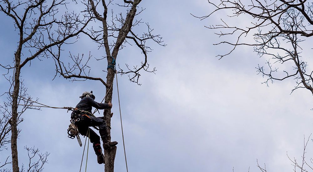 what-to-do-after-cutting-tree-branch