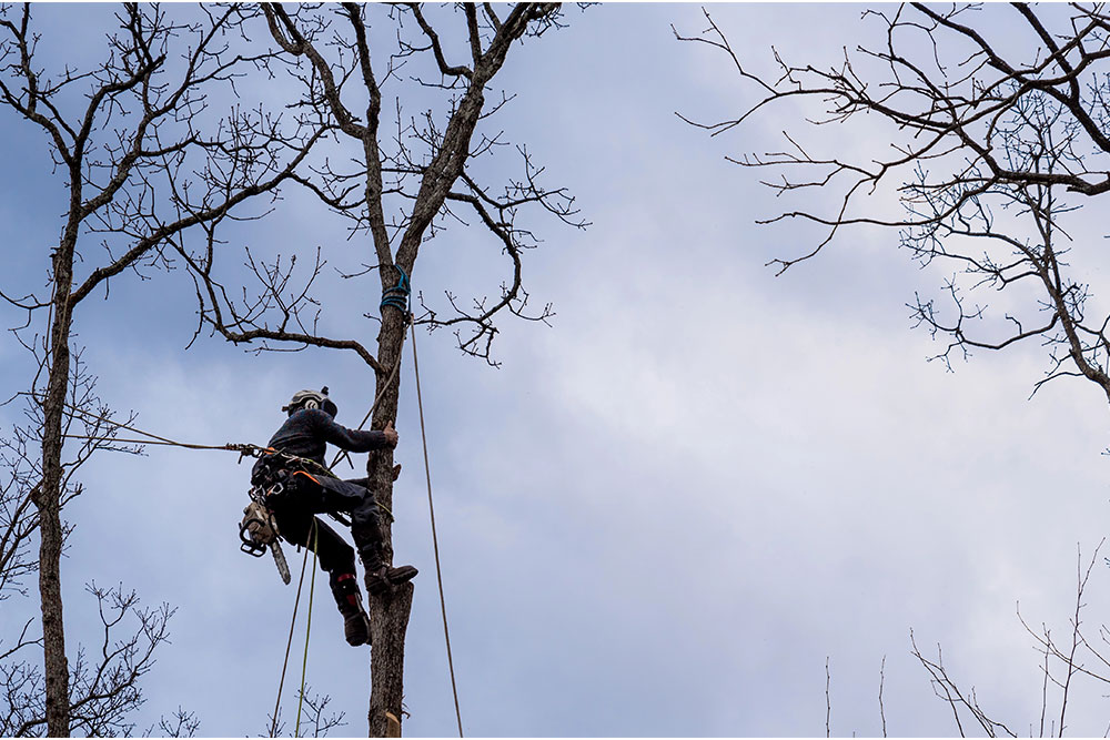 what-to-do-after-cutting-tree-branch