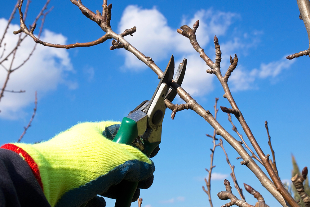 Expert Guide To Trimming A Tree Properly